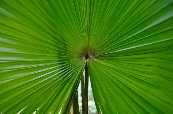 The bright green pleats of a fan palm leaf radiating from its centre