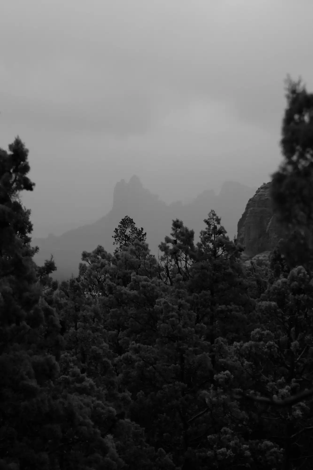 Black-and-white view of dark pine tops in front of rock towers lost in mist