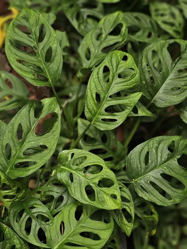 Close view of overlapping green monstera leaves full of natural holes