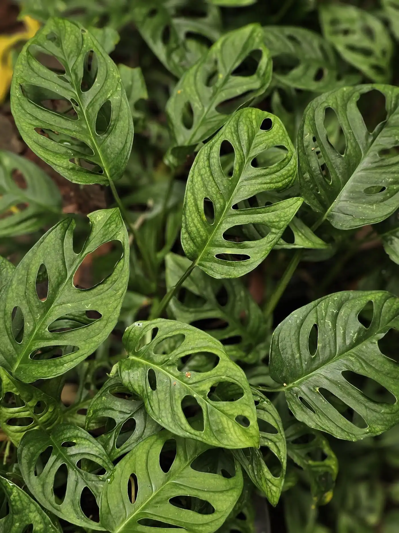 Close view of overlapping green monstera leaves full of natural holes