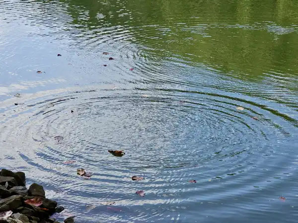 Rings spreading across the green-blue surface of a pond, with a few fallen leaves
