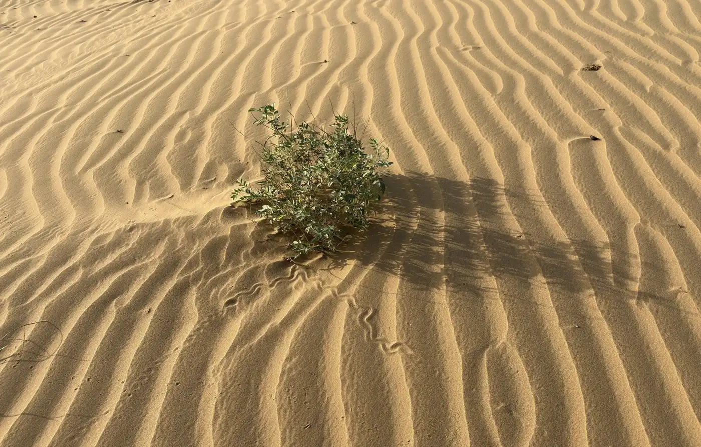 A single green shrub in pale sand marked with even wind ripples