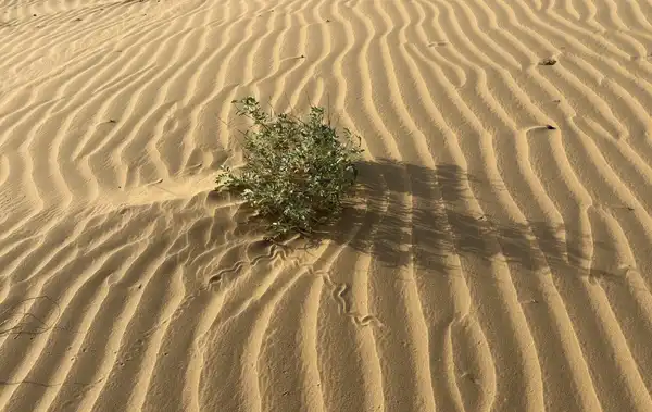 A single green shrub in pale sand marked with even wind ripples